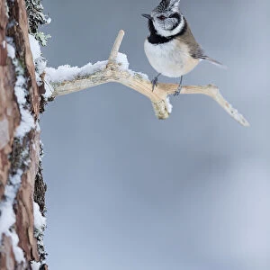 Crested tit on snowy branch of Caledonian Pine tree, Cairngorms, Scotland