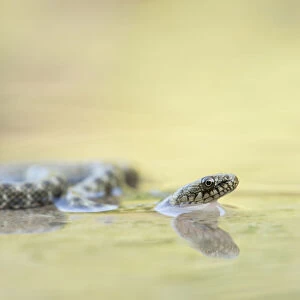 Dice Snake (Natrix tessellata) juvenile in shallow water, Olympus National Park, Greece