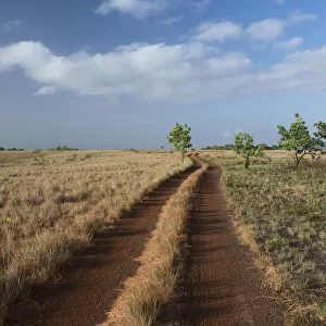 Dirt road on savanna, Rupununi, Guyana