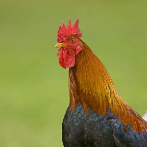 Domestic Chicken (Gallus domesticus) rooster, Kauai, Hawaii