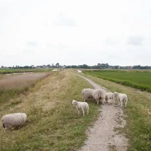 Domestic Sheep (Ovis aries) standing in agricultural landscape, Texel, Noord-Holland Domestic Sheep (Ovis aries) standing in agricultural landscape, Texel, Noord-Holland