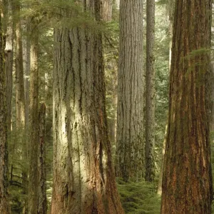 Zederpappel (Pseudotsuga menziesii), alter Wuchsstandort im Kathedralschrein auf der Vancouver-Insel Zederpappel (Pseudotsuga menziesii), alter Wuchsstandort im Kathedralschrein auf der Vancouver-Insel