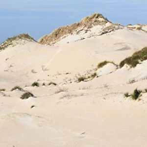 Dune formation, Zuid Kennemerland National Park, Noord-Holland, the Netherlands