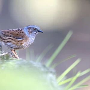 Dunnock (Prunella modularis) adult, perched on a branch, Veluwe, The Netherlands