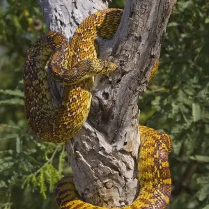 Eastern Glossy Snake (Arizona elegans) in tree, Arizona