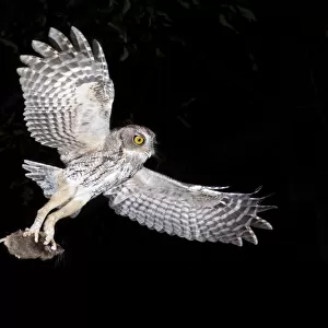 Eastern Screech Owl (Megascops asio) flying with prey, Texas, USA