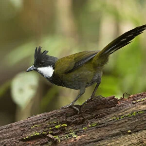 Eastern Whipbird (Psophodes olivaceus) perched on a trunk, Queensland, Australia