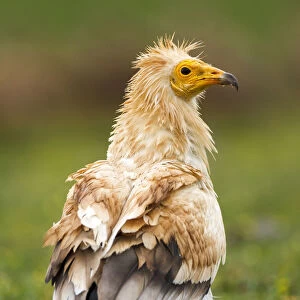 Egyptian Vulture (Neophron percnopterus), Castile-La Mancha, Spain