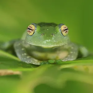 Elenas Bright-eyed Frog Print, Ranomafana National Park, Madagascar Elenas Bright-eyed Frog Print, Ranomafana National Park, Madagascar