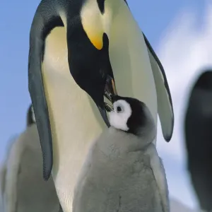 Kaiserpinguin (Aptenodytes forsteri), Eltern füttert das Nestling, Antarktika Kaiserpinguin (Aptenodytes forsteri), Eltern füttert das Nestling, Antarktika