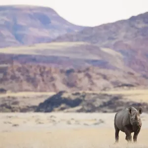 Ein bedrohtes, in der Wüste angepasster Schwarzer Rhinozeros (Diceros bicornis) Ein bedrohtes, in der Wüste angepasster Schwarzer Rhinozeros (Diceros bicornis)