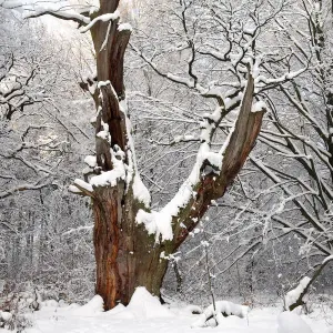 Englischer Eichen (Quercus robur), alter Stamm im schneebedeckten Wald des Prähistorischen Forstes von Sababurg Englischer Eichen (Quercus robur), alter Stamm im schneebedeckten Wald des Prähistorischen Forstes von Sababurg