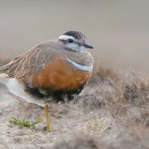 Eurasian Dotterel (Charadrius morinellus) standing in the dunes