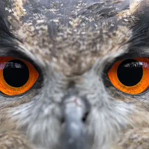 Europäischer Uhu (Bubo bubo), Augen, Gelderland, Niederlande Europäischer Uhu (Bubo bubo), Augen, Gelderland, Niederlande