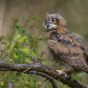 Europäischer Uhu (Bubo bubo), junger Vogel auf einem Zweig im Wald der Niederlande Europäischer Uhu (Bubo bubo), junger Vogel auf einem Zweig im Wald der Niederlande