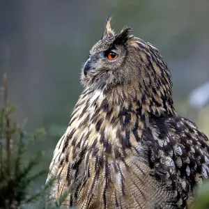 Europäischer Kaiseradler (Bubo Bubo) ruht auf dem Boden in einem Wald, Gelderland. Europäischer Kaiseradler (Bubo Bubo) ruht auf dem Boden in einem Wald, Gelderland.