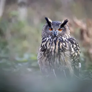 Europäischer Uhu (Bubo bubo), sitzt in den Wäldern und schaut die Kamera an, Gelderland Europäischer Uhu (Bubo bubo), sitzt in den Wäldern und schaut die Kamera an, Gelderland