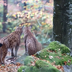 Two Eurasian lynxes (Lynx lynx) standing in a forest, Bavarian forest, Bayern, Germany
