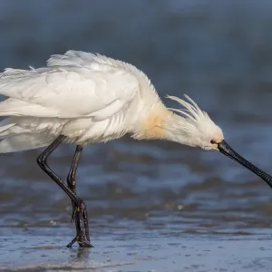 Eurasian Spoonbill (Platalea leucorodia) at the coast, shaking its feathers, Texel