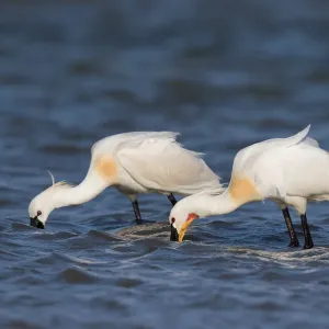 Eurasian Spoonbills (Platalea leucorodia) foraging along the shoreline, Texel