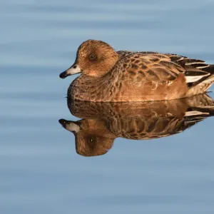 Eurasische Pfeifente (Anas penelope) weiblich ruhend auf dem Wasser, Polder Arkemheen. Eurasische Pfeifente (Anas penelope) weiblich ruhend auf dem Wasser, Polder Arkemheen.