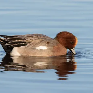 Europäischer Wildschwan (Anas penelope), im Wasser grabend, Polder Arkemheen, Niederlande Europäischer Wildschwan (Anas penelope), im Wasser grabend, Polder Arkemheen, Niederlande