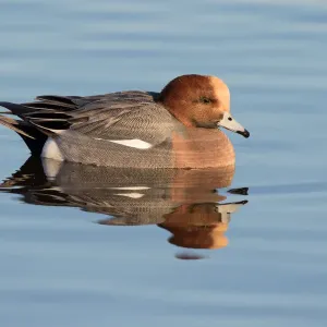 Europäischer Wildschwan (Anas penelope), ruhtet am Wasser im Polder Arkemheen in den Niederlanden Europäischer Wildschwan (Anas penelope), ruhtet am Wasser im Polder Arkemheen in den Niederlanden