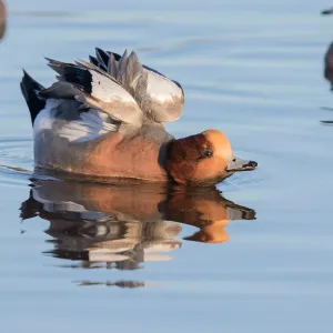 Europäischer Wildschwan (Anas penelope), das seine Flügel ausstreckt, Polder Arkemheen in den Niederlanden Europäischer Wildschwan (Anas penelope), das seine Flügel ausstreckt, Polder Arkemheen in den Niederlanden