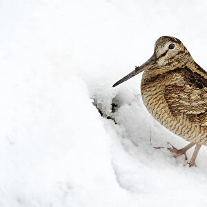 Eurasian Woodcock (Scolopax rusticola) in snow, Den Oever, Noord-Holland, The Netherlands