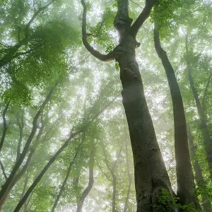 Europäischer Eichenwald (Fagus sylvatica), St Jansberg, Limburg, Niederlande - Anerkennung in der Kategorie Landschaft, Wetter und Naturphänomene des Groenen Camera 2022-Fotowettbewerbs.