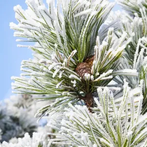 Pino negro europeo (Pinus nigra) rama cubierta de escarcha, Den Helder, Noord-Holland.