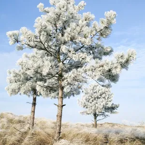 European Black Pine (Pinus nigra) covered with rime, Den Helder, Noord-Holland