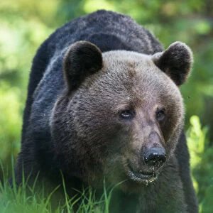 European Brown Bear (Ursus arctos arctos) portrait, Ida-Viru region, Estonia