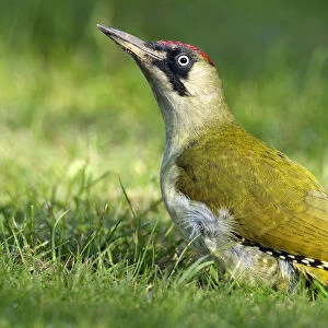 European Green Woodpecker (Picus viridis) in grass, Den Helder, Noord-Holland