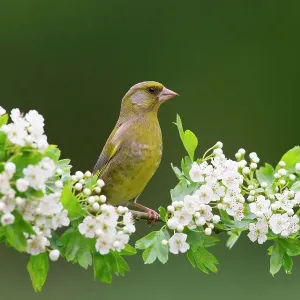 European Greenfinch perched on Common Hawthorn blossom Print