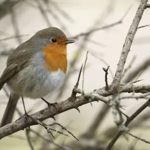 Rinoceronte Europeo (Erithacus rubecula) posado en una rama de un Espino Marino Común.