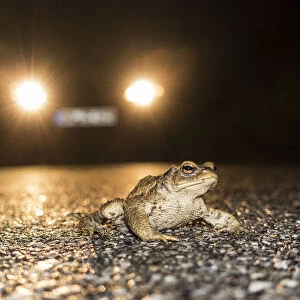 European Toad (Bufo bufo) crossing road, Bavaria, Germany