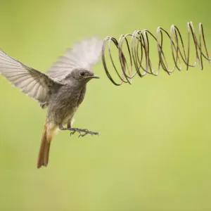 Female Black redstart (Phoenicurus ochruros) flying towards an iron spiral