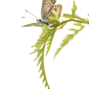 female Brown Argus (Aricia agestis) warming up on Cow Parsley (Anthriscus sylvestris)