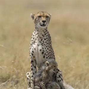Weibliche Ziegepelzebra (Acinonyx jubatus) und ihre beiden Kälber auf der Wache, Kenia, Nro-Kirche Weibliche Ziegepelzebra (Acinonyx jubatus) und ihre beiden Kälber auf der Wache, Kenia, Nro-Kirche