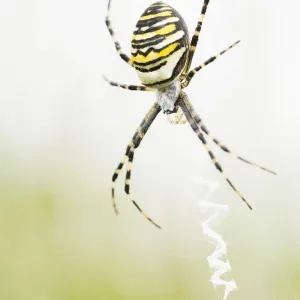 Female Wasp Spider Print, sitting in her web Female Wasp Spider Print, sitting in her web