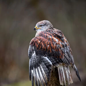 Ferruginous Hawk (Buteo Regalis) perched on a treestump, looking over his shoulder