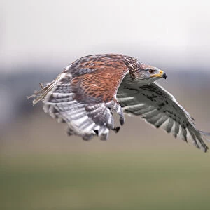 Ferruginous Hawk (Buteo Regalis) in flight above a meadow, Gelderland, the Netherlands