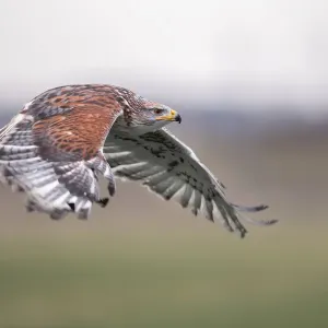 Fuchskäfer Falke (Buteo regalis) fliegt über eine Wiese, Gelderland, Niederlande