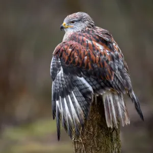 Ferruginousbussard (Buteo Regalis) auf einem Baumstumpf sitzend, über die Schulter blickend.