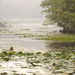 Field of European white water lilies (Nymphaea alba) in lake with trees on shore