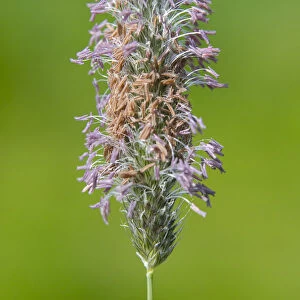 flowering Meadow Foxtail (Alopecurus pratensis) in a meadow, The Netherlands