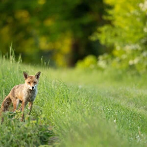 Fox on grassy bank of reservoir, Woodberry Wetlands, London, UK