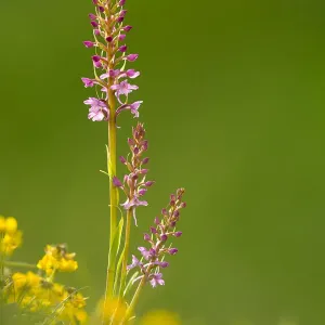 Fragrant orchid amongst buttercups, Dorset, England Fragrant orchid amongst buttercups, Dorset, England
