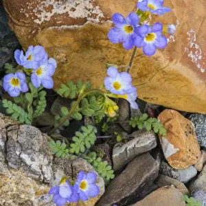 Fremonts Phacelia (Phacelia fremontii) flowers, Death Valley National Park Fremonts Phacelia (Phacelia fremontii) flowers, Death Valley National Park